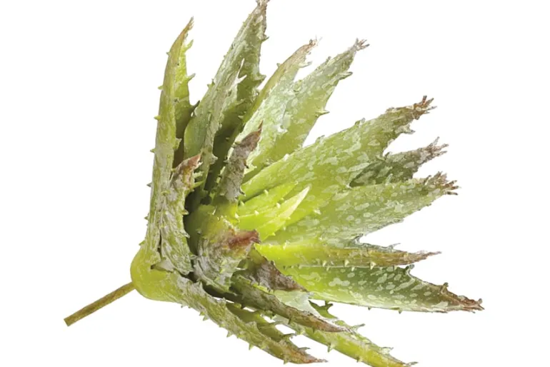 11″ Agave Plant Pick, Green