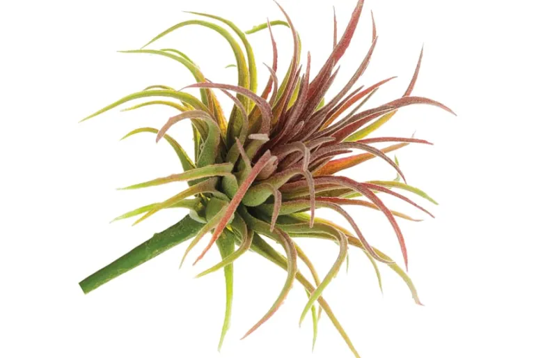 11″ Agave Plant Pick, Green