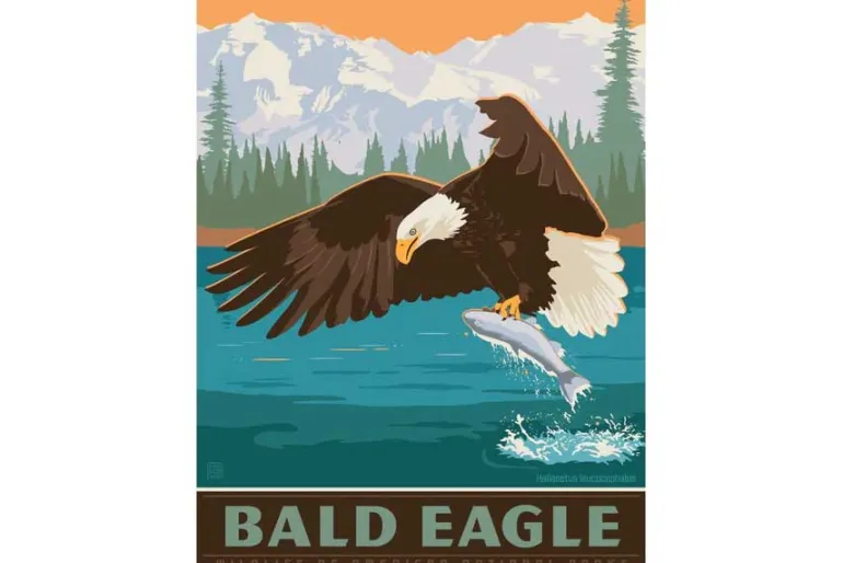 Bald Eagle – 300 Piece Puzzle