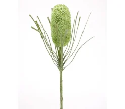 29.5″ Banksia Stem, Green