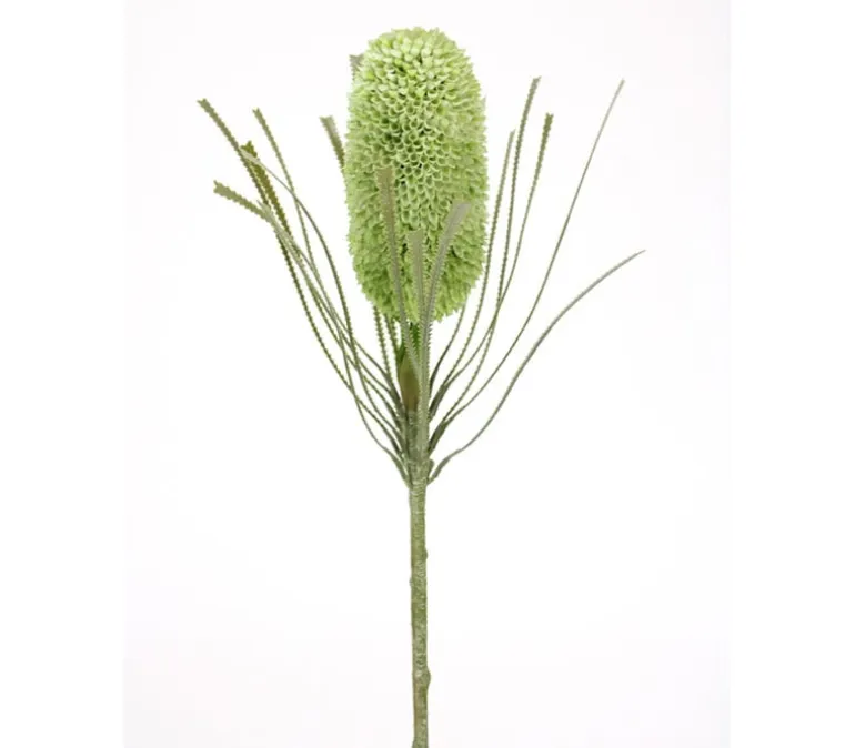 29.5″ Banksia Stem, Green