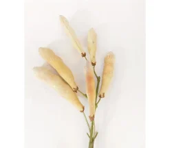 Bean Pod Spray – 24-inch