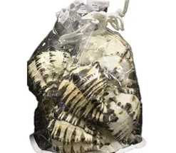 Black Murex Shell Bag