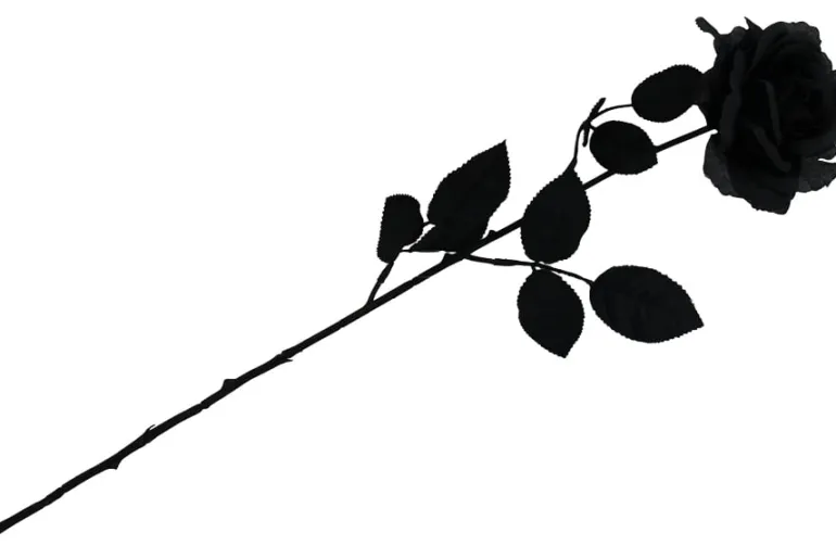19″ Black Ranunculus Bush