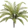 17″ Boston Fern Bush