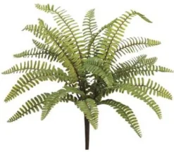 17″ Boston Fern Bush