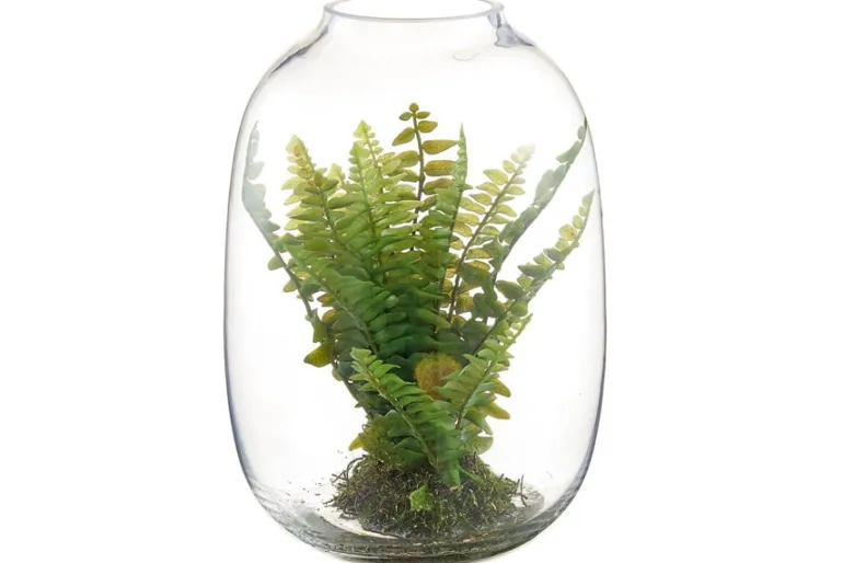 10″ Boston Fern in Glass Terrarium