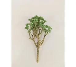Bush – Mini Echeveria – 10-inch