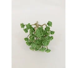 Bush – Mini Echeveria – 10-inch