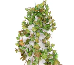 Bush – Succulent – 22-inch