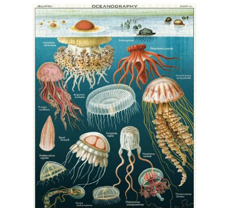 Cavallini Puzzle – Vintage Mushrooms – 1000 Piece