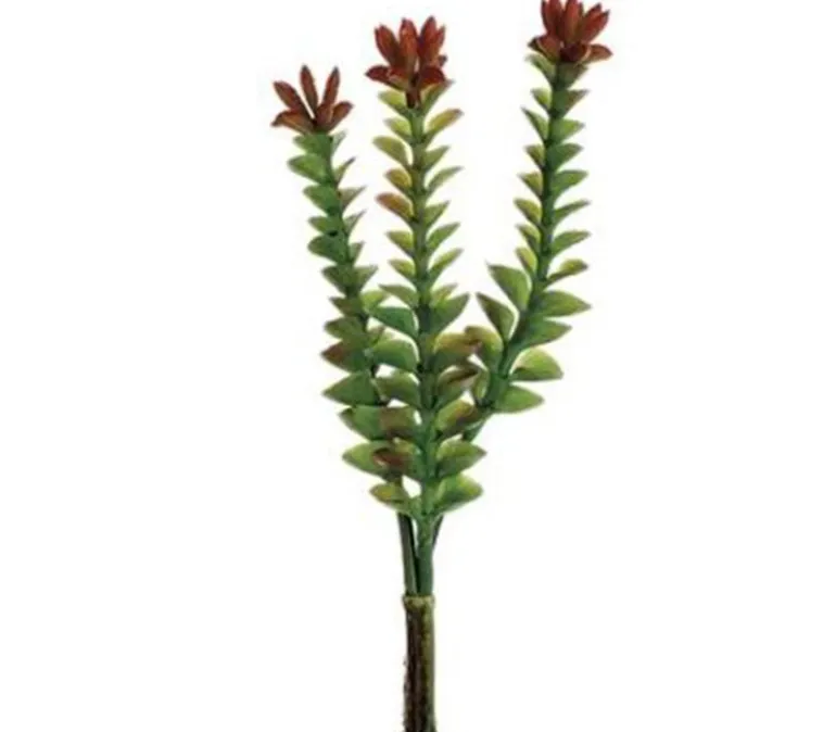8″ Crassula Pick, Burgundy/Green