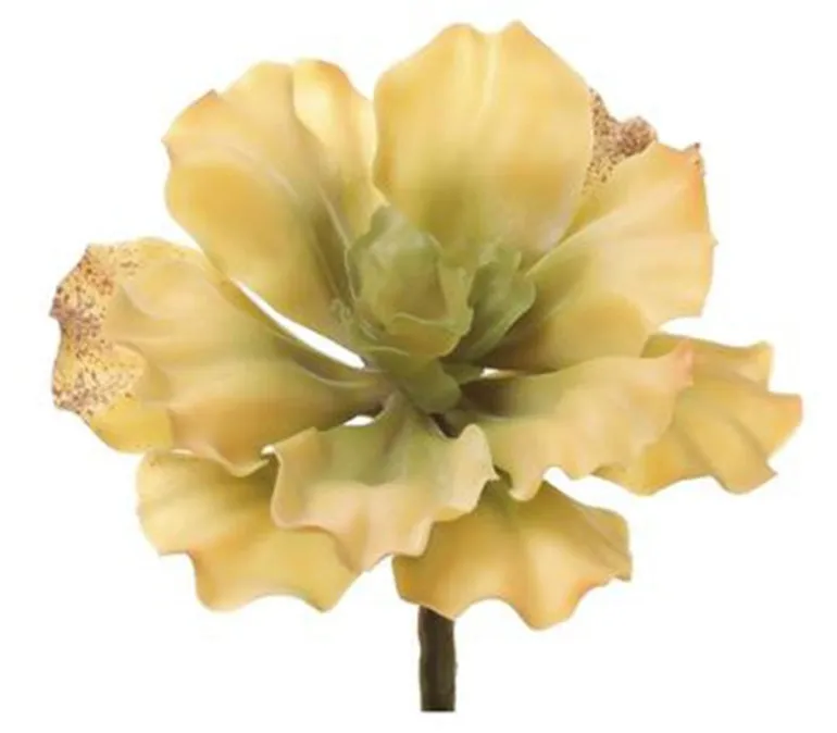 7″ Curly Echeveria Pick