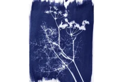 Cyanotype Chemistry Set