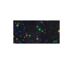 DecoArt Craft Twinkles Glitter Paint – 2-ounce – Twinkles Black