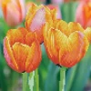 Diamond Dotz Love Tulips Kit