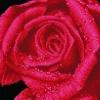 Diamond Dotz – Rose Dew
