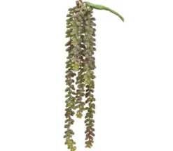 19″ Donkey Tail Vine