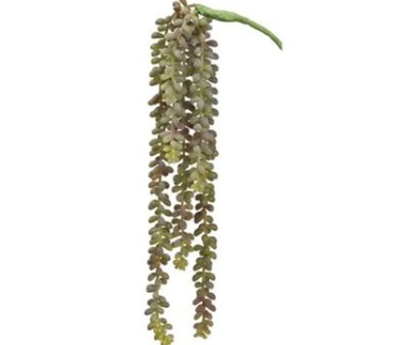 19″ Donkey Tail Vine