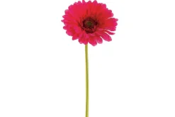 19″ Double Baby’s Breath Spray, Black