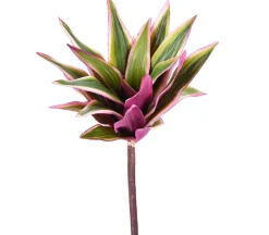 10″ Dracaena Plant