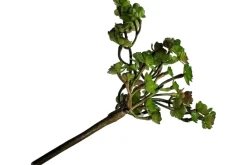 5″ Dusty Green Sedum Pick