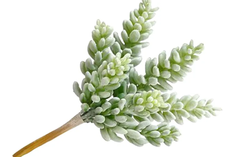 5″ Dusty Green Sedum Pick