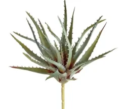 5″ Echeveria Pick, Peach