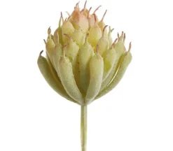 5″ Echeveria Pick, Peach