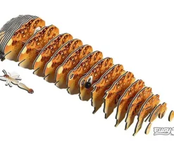 EUGY 3D Model Kit – Desert Spadefoot