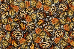 Monarch Meadows Butterfly Silhouettes in Tonal Orange