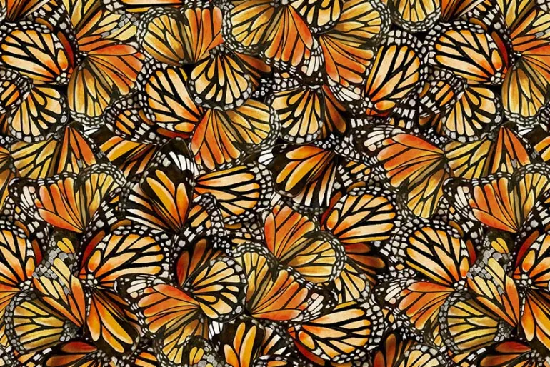 Monarch Meadows Floral and Monarch Border Stripe on Black & Cream