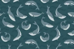Pacific Northwest Wild Humpback Whales on Coastal Blue