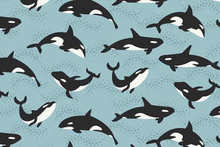 Pacific Northwest Wild Orcas on Aqua