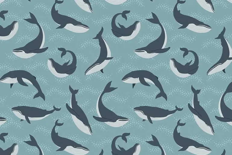 Pacific Northwest Wild Orcas on Aqua