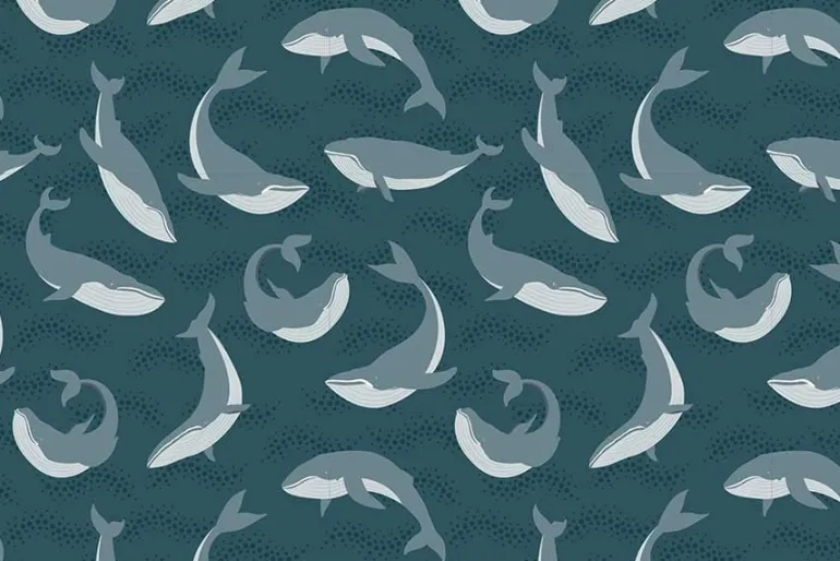 Pacific Northwest Wild Salmon on Gray