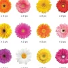 Paper House Sticker Pack – Delightful Daisies – 24 Piece