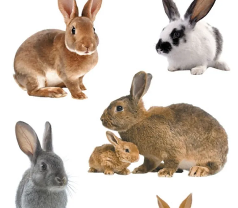 Photo Real Stickers – Bunny