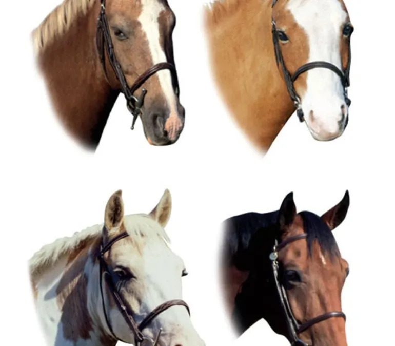 Photo Real Stickers – Horses