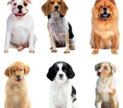 Photo Real Stickers – Mini Mixed Dogs
