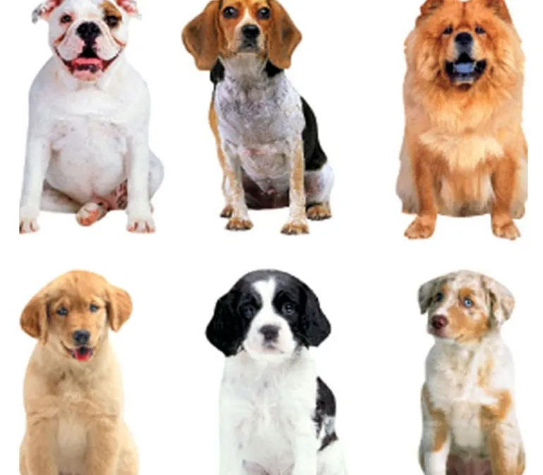 Photo Real Stickers – Mini Mixed Dogs