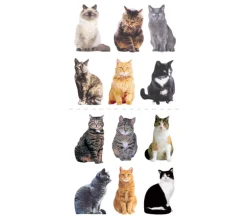 Photo Real Stickers – Mini Mixed Cats