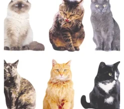 Photo Real Stickers – Mini Mixed Cats