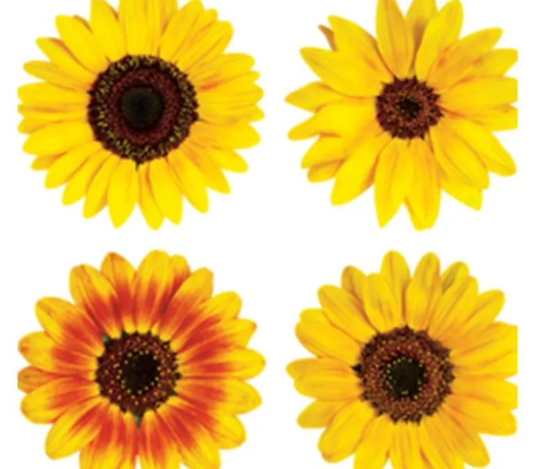 Photo Real Stickers – Mini Sunflower