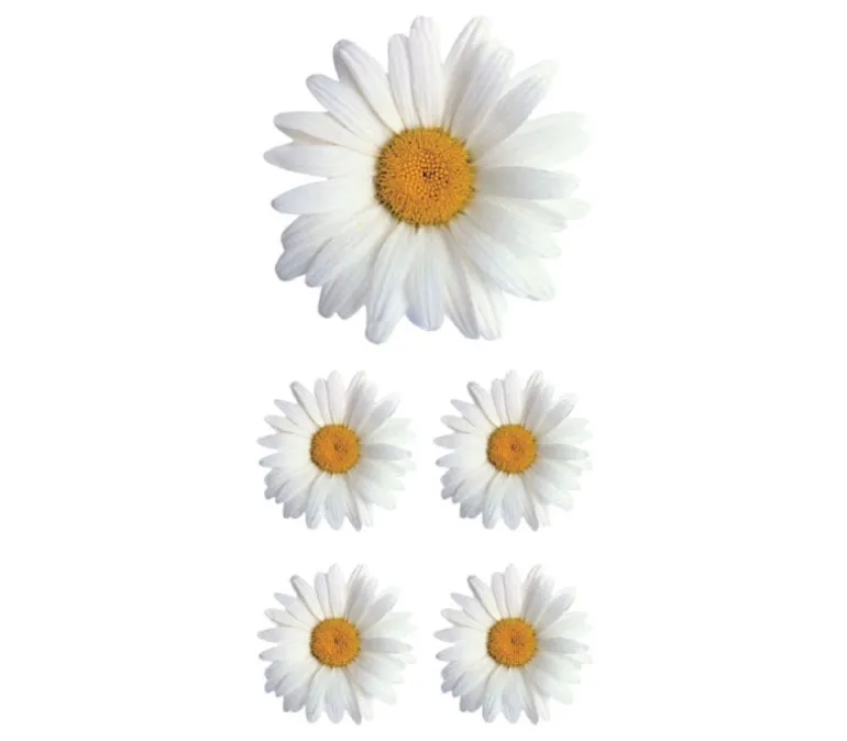 Photo Real Stickers – Oxeye Daisy