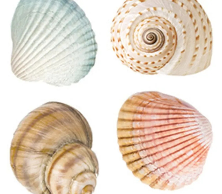 Photo Real Stickers – Sea Shell