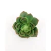 Pick – Echeveria – 5.5-inch