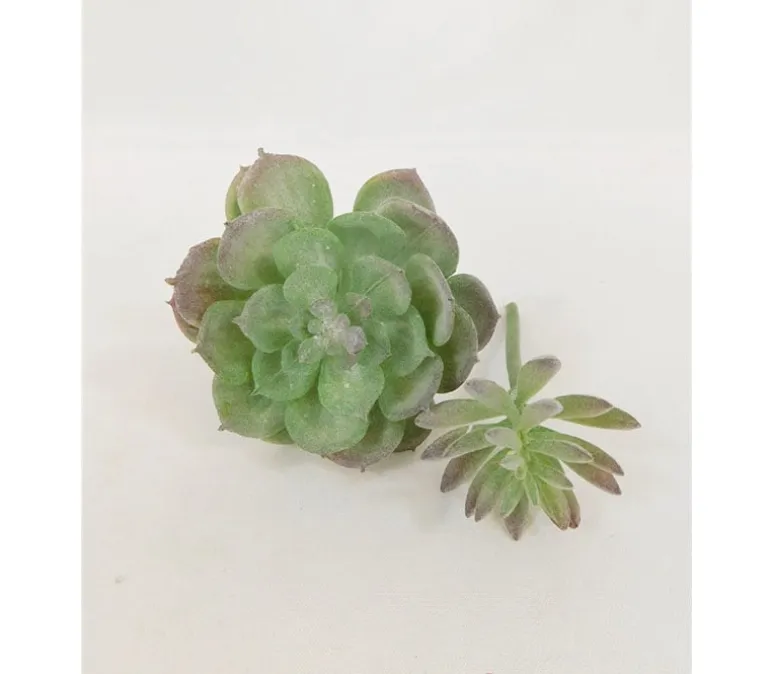 Pick Set – Succulent Assortment – 6 Piece