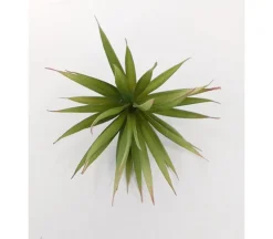 Pick – Tillandsia – 8-inch