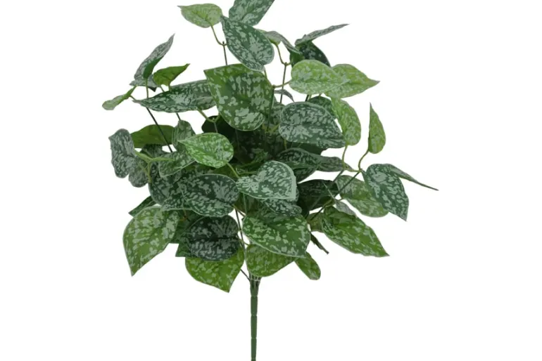 21″ Piggyback Plant Bush